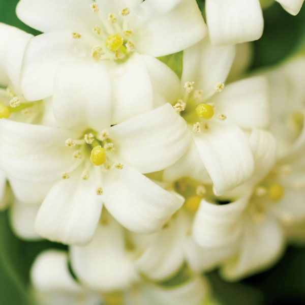 Sweet Jasmine & Magnolia Luxe Diffuser